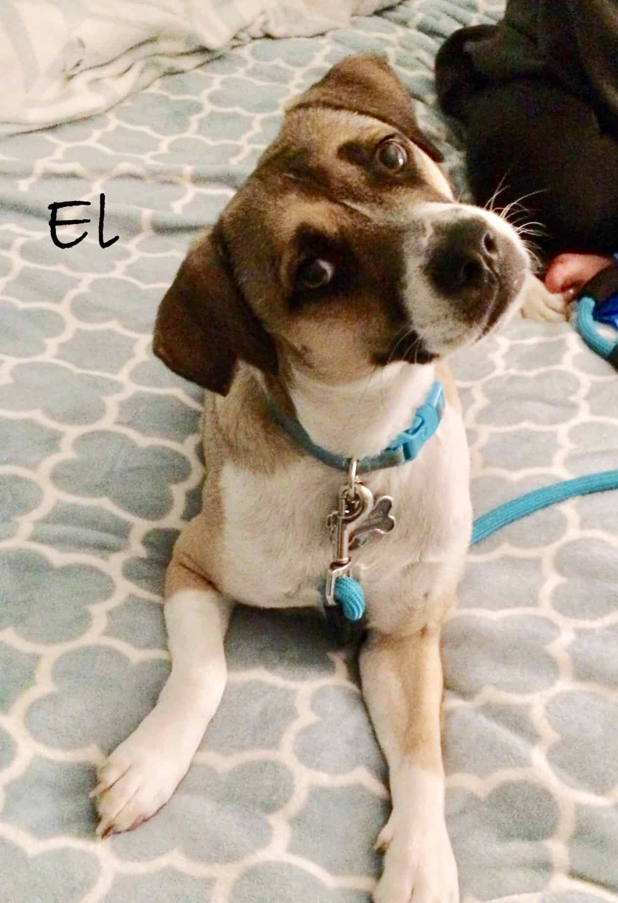 El with name 1